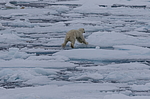 ����� ������� (Ursus maritimus) �� �����. ������ �������� � ��� �����������, ���, ������