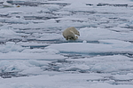 ����� ������� (Ursus maritimus) �� �����. ������ �������� � ��� �����������, ���, ������