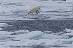 ����� ������� (Ursus maritimus) �� �����. ������ �������� � ��� �����������, ���, ������
