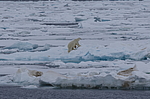 ����� ������� (Ursus maritimus) �� �����. ������ �������� � ��� �����������, ���, ������