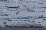 ����� ������� (Ursus maritimus) �� �����. ������ �������� � ��� �����������, ���, ������