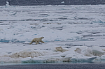 ����� ������� (Ursus maritimus) �� �����. ������ �������� � ��� �����������, ���, ������