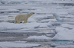 ����� ������� (Ursus maritimus) �� �����. ������ �������� � ��� �����������, ���, ������
