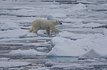 ����� ������� (Ursus maritimus) �� �����. ������ �������� � ��� �����������, ���, ������
