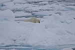 ����� ������� (Ursus maritimus) �� �����. ������ �������� � ��� �����������, ���, ������