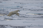 ����� ������� (Ursus maritimus) �� �����. ������ �������� � ��� �����������, ���, ������
