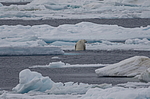����� ������� (Ursus maritimus) �� �����. ������ �������� � ��� �����������, ���, ������