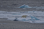 ����� ������� (Ursus maritimus) �� �����. ������ �������� � ��� �����������, ���, ������
