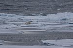 ����� ������� (Ursus maritimus) �� �����. ������ �������� � ��� �����������, ���, ������
