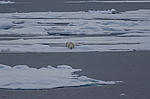 ����� ������� (Ursus maritimus) �� �����. ������ �������� � ��� �����������, ���, ������