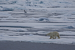 ����� ������� (Ursus maritimus) �� �����. ������ �������� � ��� �����������, ���, ������