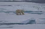 ����� ������� (Ursus maritimus) �� �����. ������ �������� � ��� �����������, ���, ������