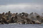 ���� (Odobenus rosmarus) ���������� �������, ���, ������