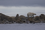 ����� ������� (Ursus maritimus) �� ������� ������. ���������� �������, ���, ������