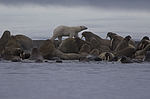 ����� ������� (Ursus maritimus) �� ������� ������. ���������� �������, ���, ������