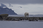 ����� ������� (Ursus maritimus) �� ������� ������. ���������� �������, ���, ������