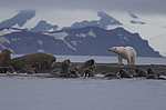 ����� ������� (Ursus maritimus) �� ������� ������. ���������� �������, ���, ������