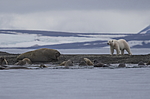 ����� ������� (Ursus maritimus) �� ������� ������. ���������� �������, ���, ������