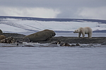 ����� ������� (Ursus maritimus) �� ������� ������. ���������� �������, ���, ������
