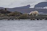 ����� ������� (Ursus maritimus) �� ������� ������. ���������� �������, ���, ������