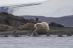����� ������� (Ursus maritimus) �� ������� ������. ���������� �������, ���, ������