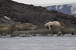 ����� ������� (Ursus maritimus) �� ������� ������. ���������� �������, ���, ������