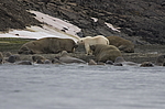 ����� ������� (Ursus maritimus) �� ������� ������. ���������� �������, ���, ������