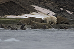 ����� ������� (Ursus maritimus) �� ������� ������. ���������� �������, ���, ������