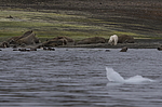 ����� ������� (Ursus maritimus) �� ������� ������. ���������� �������, ���, ������