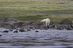 ����� ������� (Ursus maritimus) �� ������� ������. ���������� �������, ���, ������