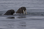 ���� (Odobenus rosmarus) ���������� �������, ���, ������