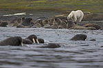 ����� ������� (Ursus maritimus) �� ������� ������. ���������� �������, ���, ������