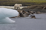 ����� ������� (Ursus maritimus) �� ������� ������. ���������� �������, ���, ������