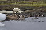 ����� ������� (Ursus maritimus) �� ������� ������. ���������� �������, ���, ������