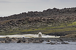 ����� ������� (Ursus maritimus) �� ������� ������. ���������� �������, ���, ������