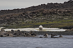 ����� ������� (Ursus maritimus) �� ������� ������. ���������� �������, ���, ������