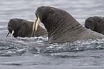 ���� (Odobenus rosmarus) ���������� �������, ���, ������