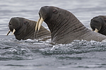 ���� (Odobenus rosmarus) ���������� �������, ���, ������