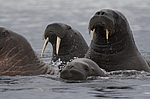 ���� (Odobenus rosmarus) ���������� �������, ���, ������