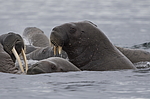 ���� (Odobenus rosmarus) ���������� �������, ���, ������