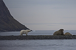 ����� ������� (Ursus maritimus) �� ������� ������. ���������� �������, ���, ������