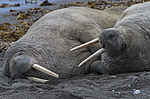 ���� (Odobenus rosmarus) ���������� �������, ���, ������