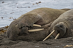 ���� (Odobenus rosmarus) ���������� �������, ���, ������