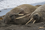 ���� (Odobenus rosmarus) ���������� �������, ���, ������