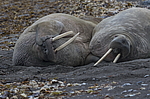 ���� (Odobenus rosmarus) ���������� �������, ���, ������
