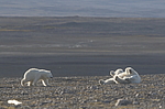 ����� ������� (Ursus maritimus) ��� �������, ���� �����