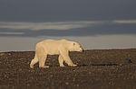 ����� ������� (Ursus maritimus) ��� �������, ���� �����