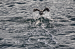 ������������ ����� (Uria lomvia) � ������, �������� ��������� �����