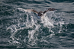 ������������ ����� (Uria lomvia) � ������, �������� ��������� �����