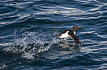������������ ����� (Uria lomvia) � ������, �������� ��������� �����